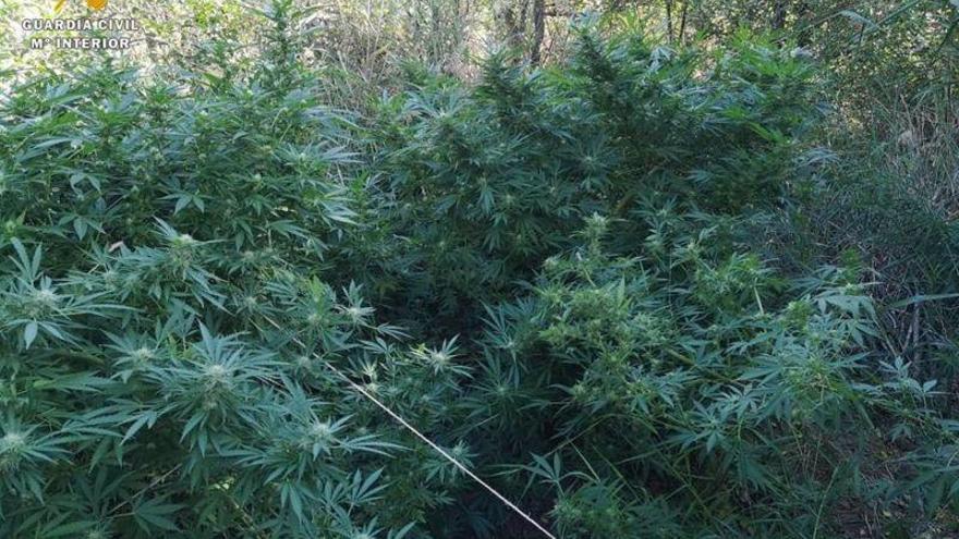 La Guardia Civil encuentra dos plantaciones de marihuana en Alhama de Aragón y Bujaraloz