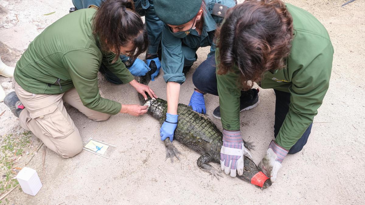 Inmovilizando al animal para ponerle un microchip.