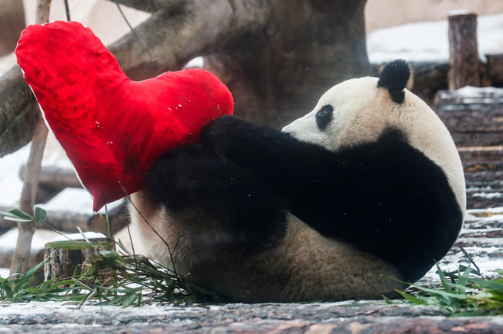 VALENTINES-DAY/RUSSIA-ZOO