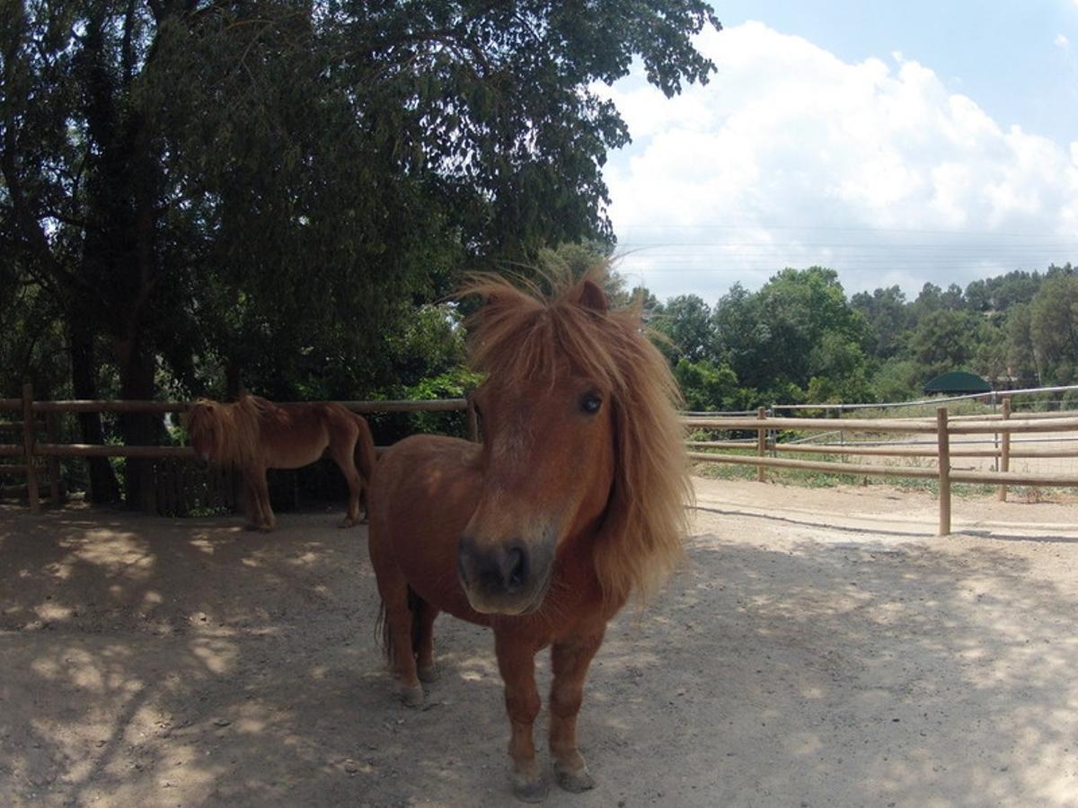 Una imagen de la granja Can Castellví, en el Parc Natural de Collserola.