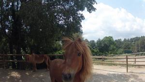 Una imagen de la granja Can Castellví, en el Parc Natural de Collserola.