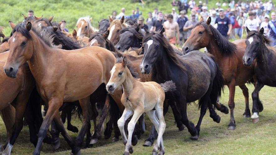 Caballos de O Santo, durante la reunión de las manadas para la “baixa”, afectada por infraestructura del parque eólico Campo das Rosas.  |   // BERNABÉ/JAVIER LALÍN