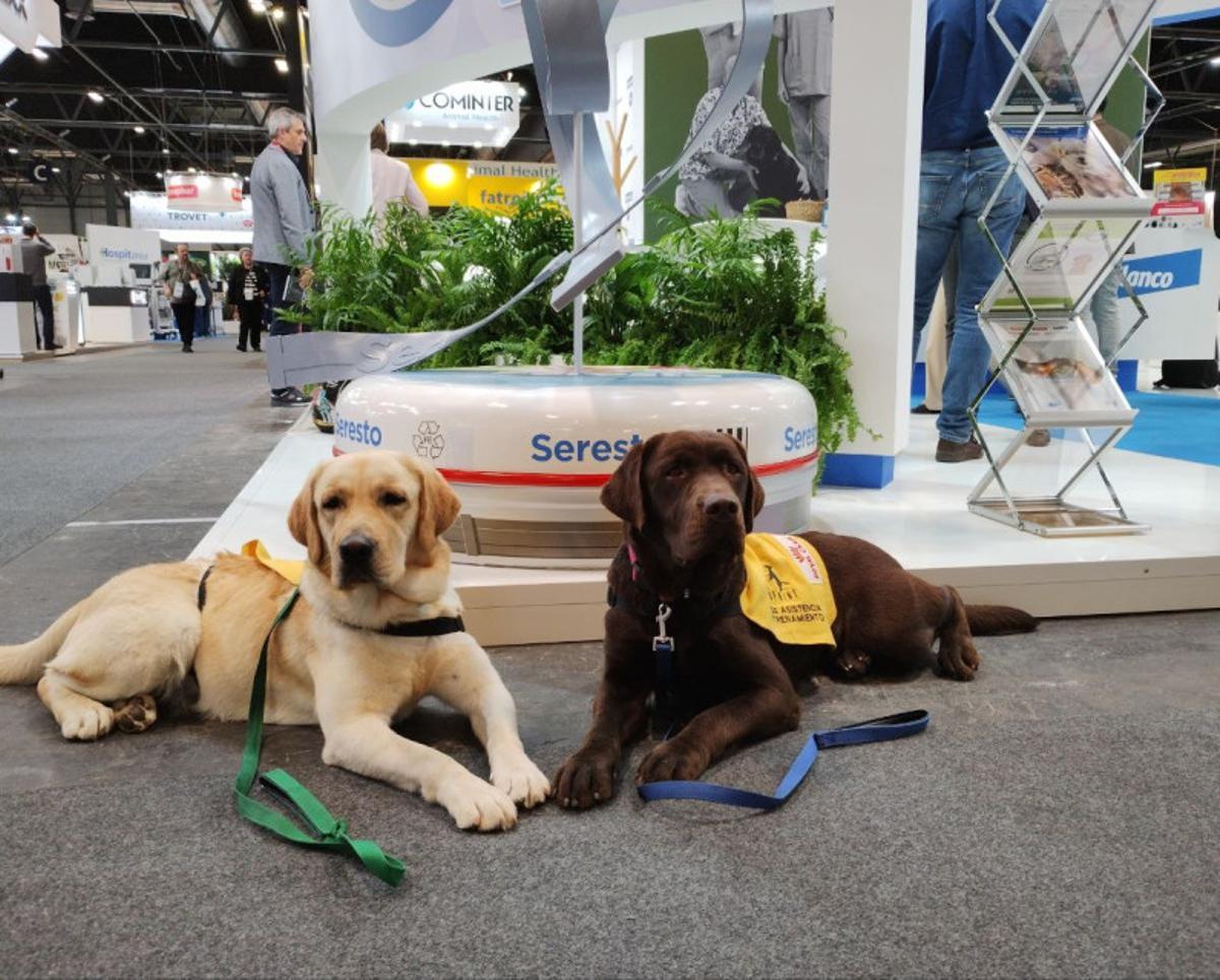 Con motivo del Día Mundial de Concienciación sobre el Autismo, que se celebra el 2 de abril, saltarán al césped niños con autismo acompañados por adultos y por sus perros de asistencia