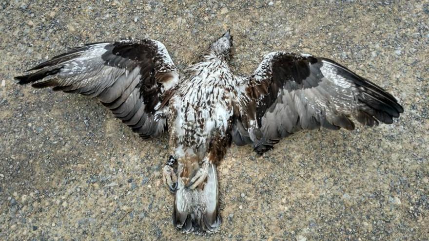 SOS por las águilas muertas por tendidos eléctricos en Castellón