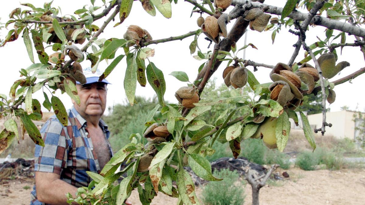 Un agricultor golpea con una vara las ramas de un almendro.