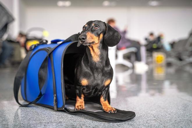 mascota en avion