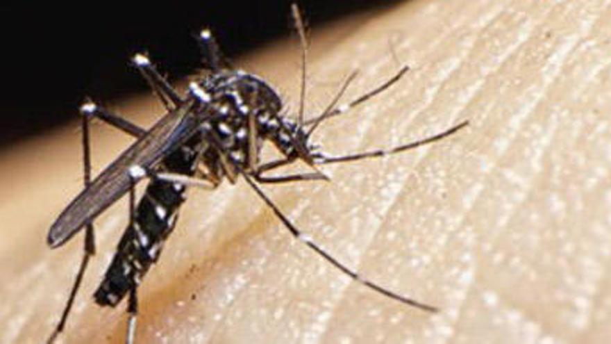 Salud pide tranquilidad tras confirmarse el posible primer caso de Zika en Baleares