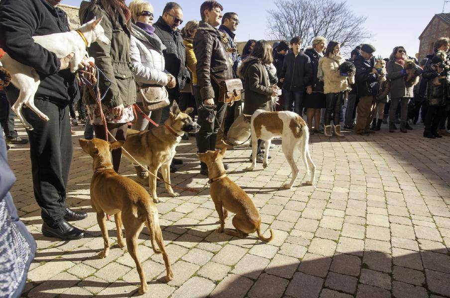 San Antón bendice a los animales en Benavente.