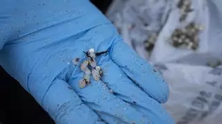 Medios aéreos del Gobierno ven "prácticamente imposible" localizar pellets en el mar