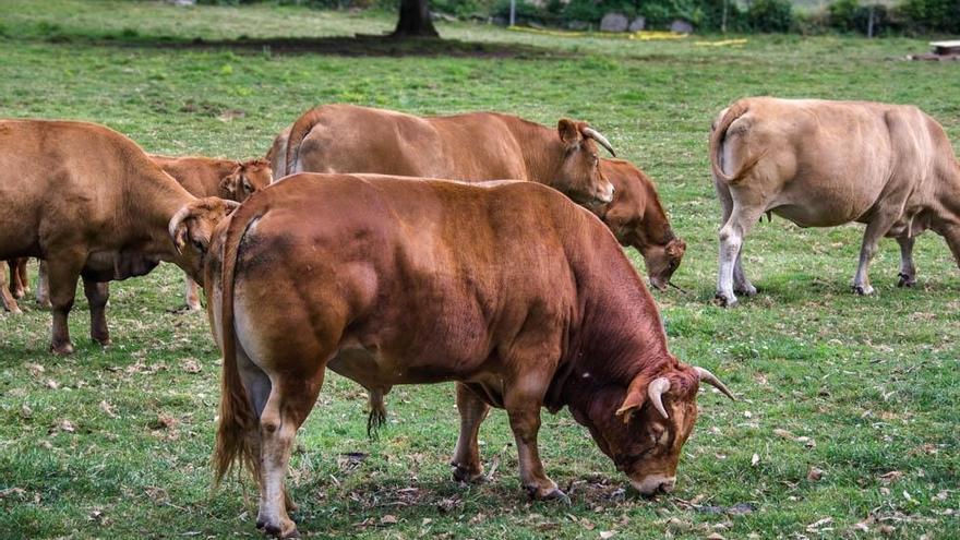 Vacas de raza rubia gallega en un pasto del Deza. // FDV