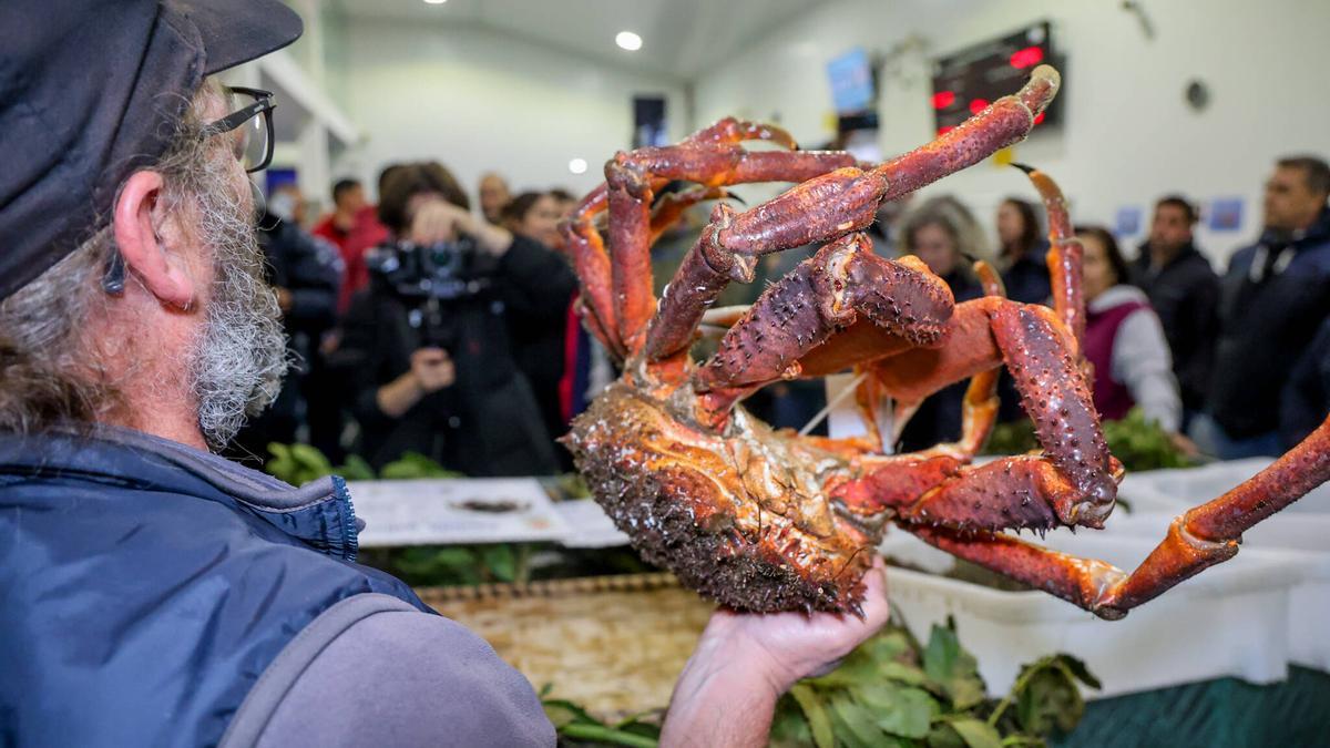 La subasta solidaria de los mejores centollos de O Grove, esta tarde.