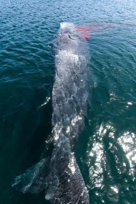 TELDE  13-03-19   TELDE. Localizan a una ballena cachalote hembra de nueve metros muerta flotando en la costa de Telde, la cual fue trasladada hasta el muelle de Taliarte a la espera de sus traslado al vertedero de Juana Grande donde le practicaran la necropsia. FOTOS: JUAN CASTRO