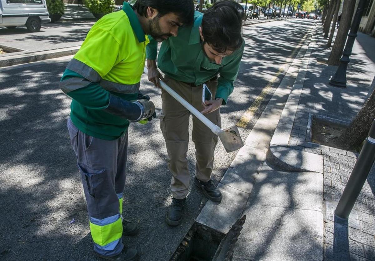 Técnicos de la Agencia de Salud Pública de Barcelona explican cómo funciona la desinsectación de mosquito tigre en el alcantarillado, uno de los principales puntos de puesta de huevos. Técnicos de la Agencia de Salud Pública de Barcelona explican cómo funciona la desinsectación de mosquito tigre en el alcantarillado, uno de los principales puntos de puesta de huevos.