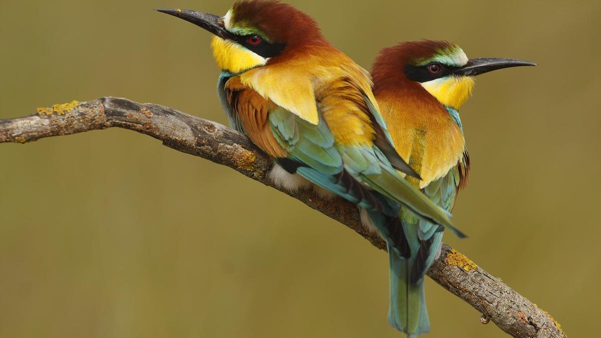Abejarucos, ejemplo de aves migratorias
