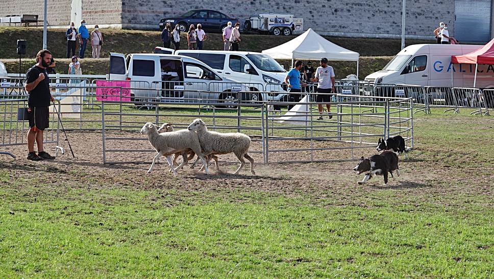 Demostración de pastoreo de ovejas con perros.