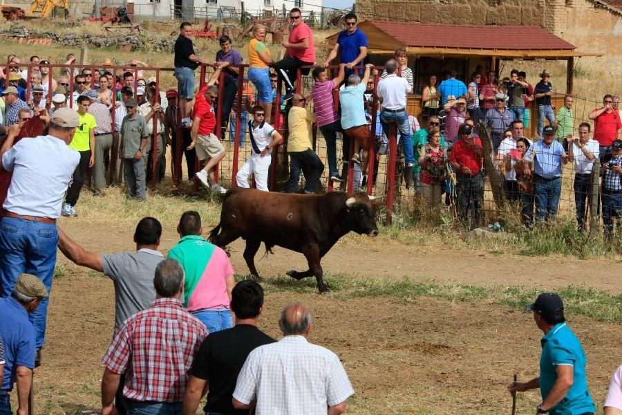 Toros bravos en Vadillo de la Guareña