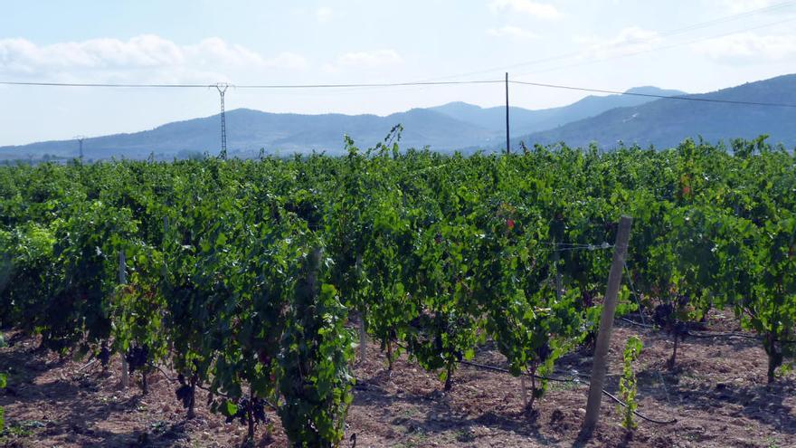 Panorámica de los viñedos cultivados en la DOP Alicante