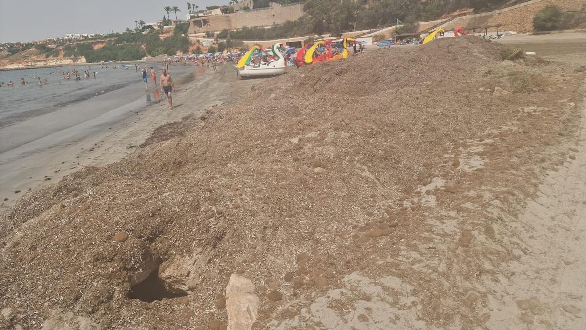 Algas acumuladas en la playa de La Caleta en Cabo Roig