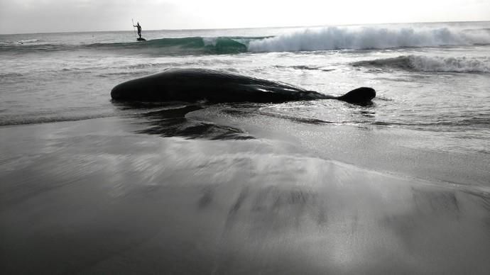 Un cachalote aparece muerto en la playa de Melenara