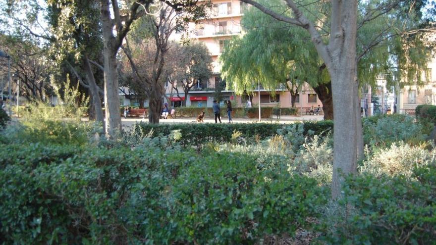 Un boix als jardins Enric Morera.