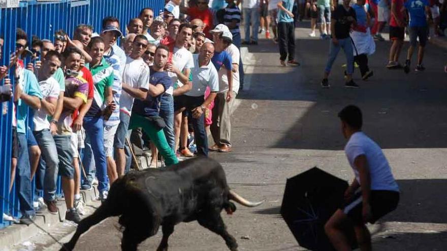 Arranque de un astado.