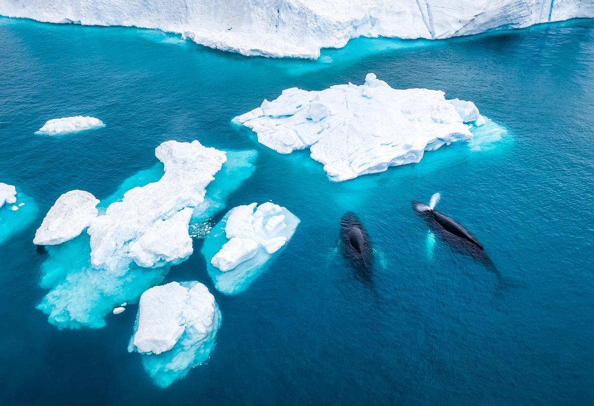 Científicos advierten que en 2035 no va a haber hielo en verano en el Ártico.