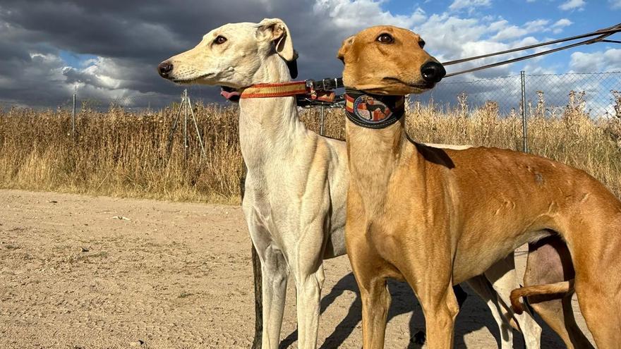 Las dos perras robadas en la pasada madrugada