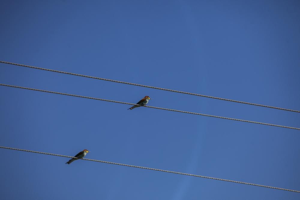 Aves en Villafáfila