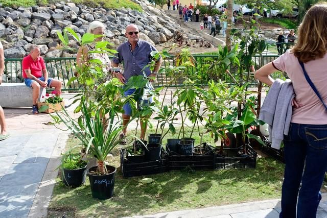 II Feria del Aguacate en Arguineguín