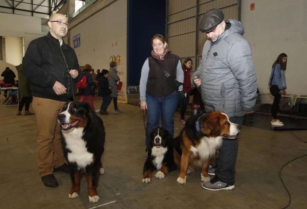 Los perros toman el Ifevi