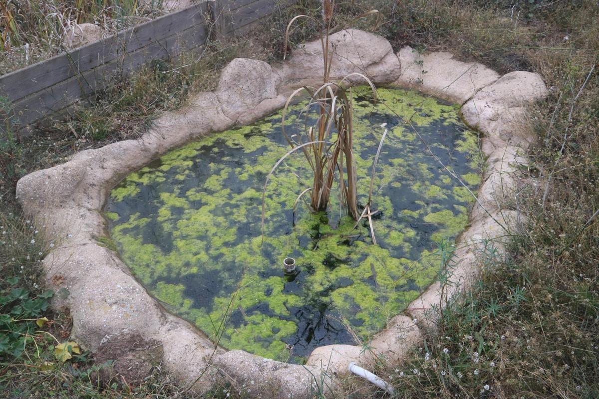 Una de les basses artificials que tenen des de fa anys per a tortugues d'estany .