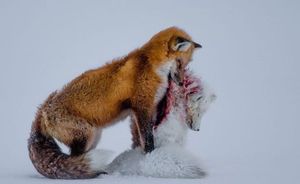 A Tale of Two Foxes