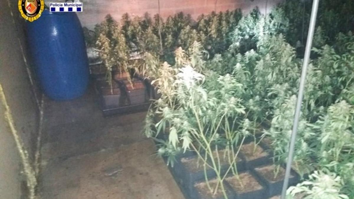 Descubren una plantación de marihuana en Terrassa.