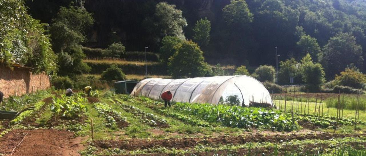 El gran pacto verde de Europa: detener la pérdida de biodiversidad y crear un sistema alimentario sano y sostenible