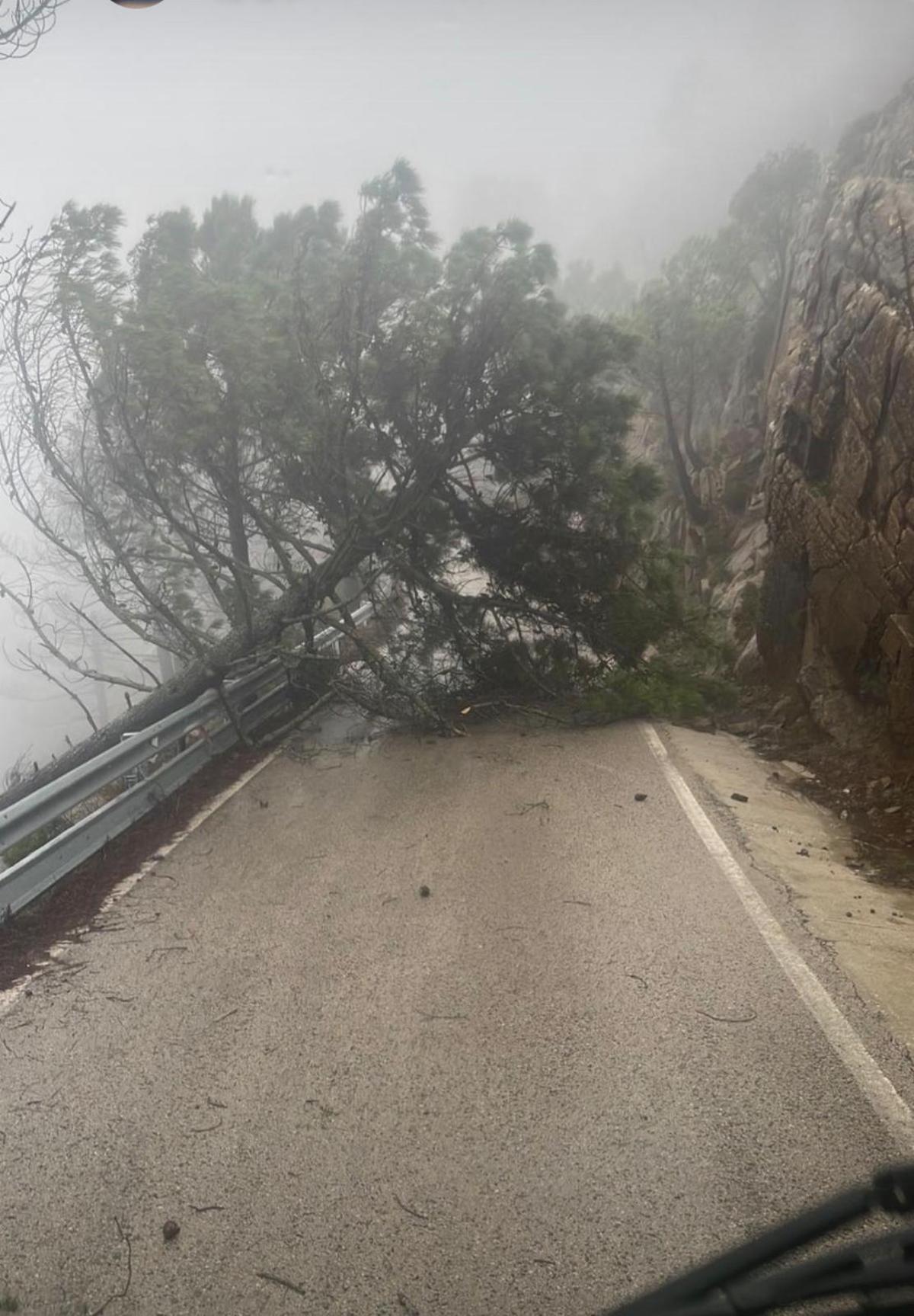 Árbol caído en la MA-8301, que une Estepona y Jubrique