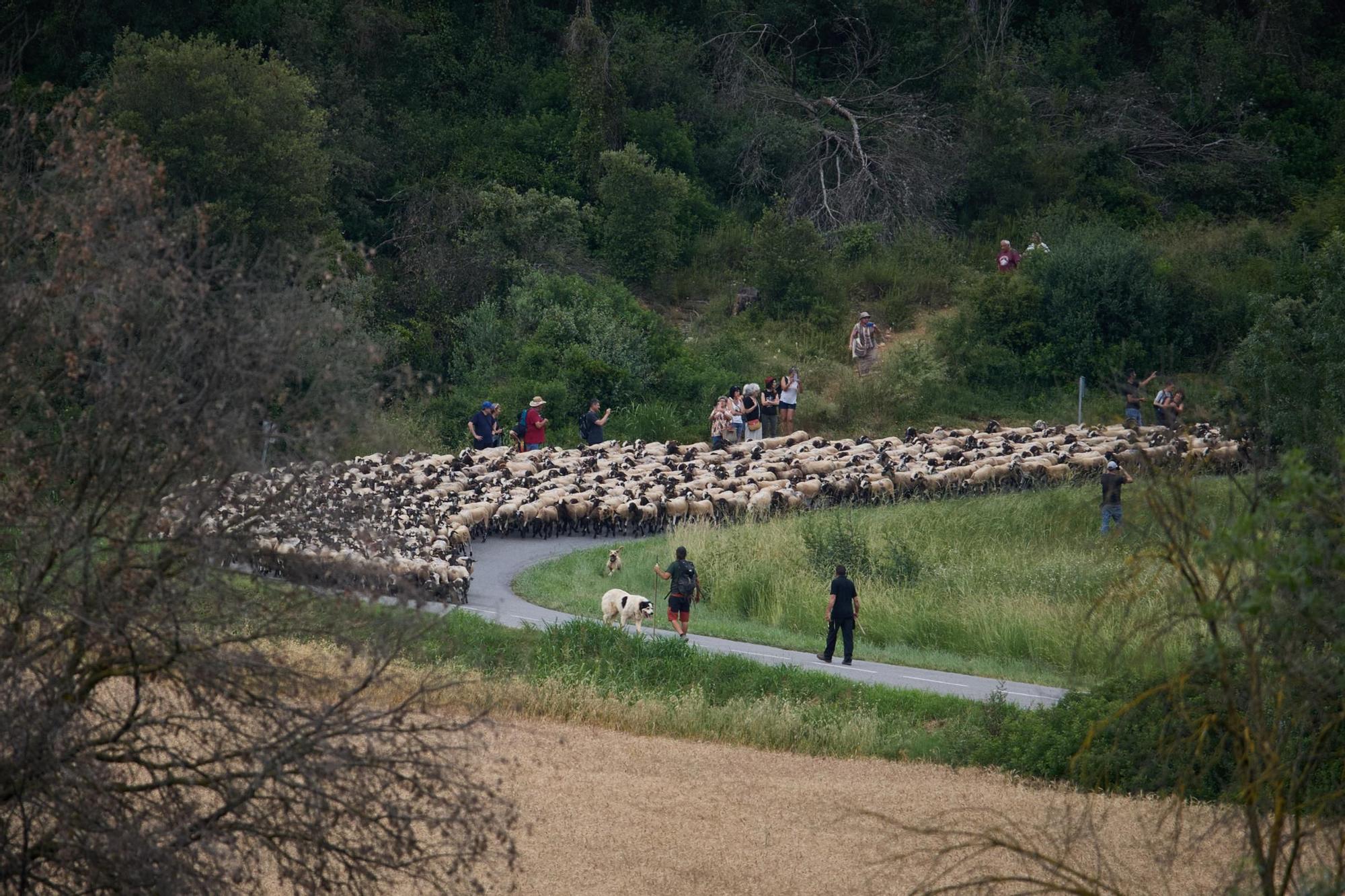 Les fotos de la transhumància del ramat d'ovelles d'Arnau Rubio a Crespià