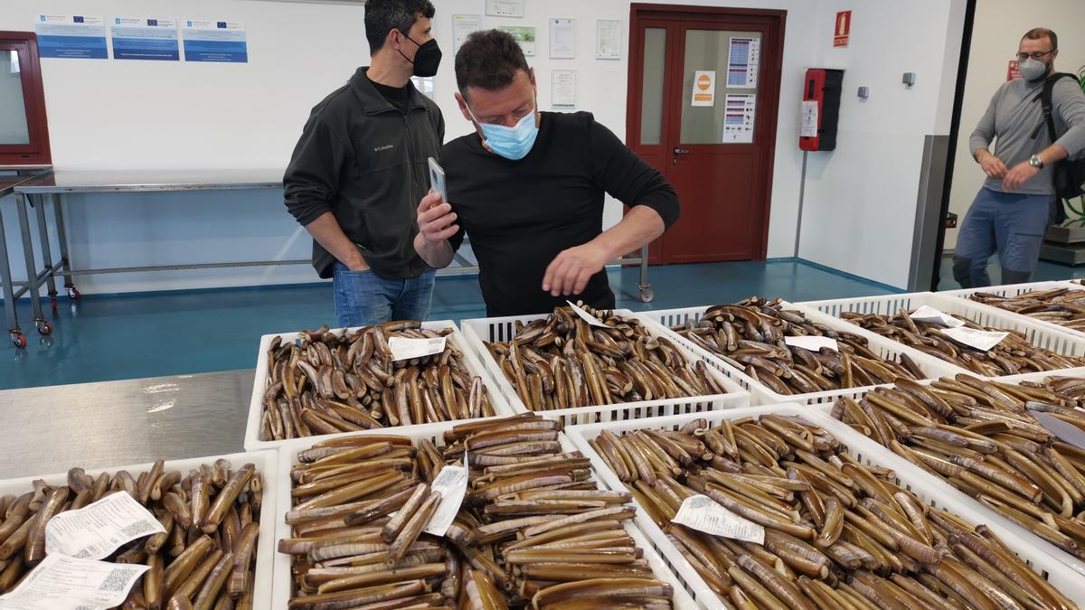 La subasta de la navaja de ayer en la lonja de Cangas.