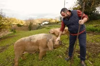La encrucijada del gochu asturcelta