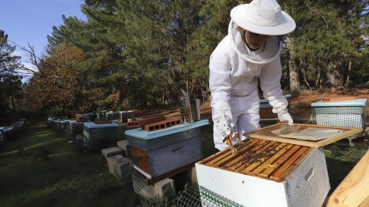 El proyecto para repoblar la península con 47 millones de ejemplares de Apis mellifera iberiensis, más conocida como abeja ibérica, llega a la comarca leonesa del Bierzo.