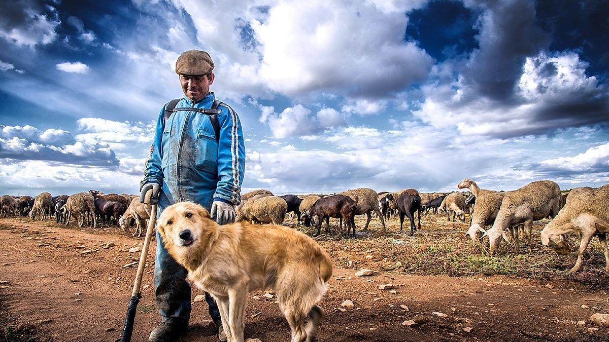 Pastor con su perro