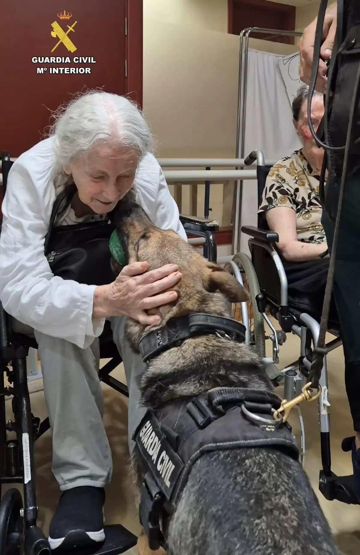 Los perros Bella y Rumba de la Guardia Civil visitan una residencia de personas mayores en Costa d'en Blanes