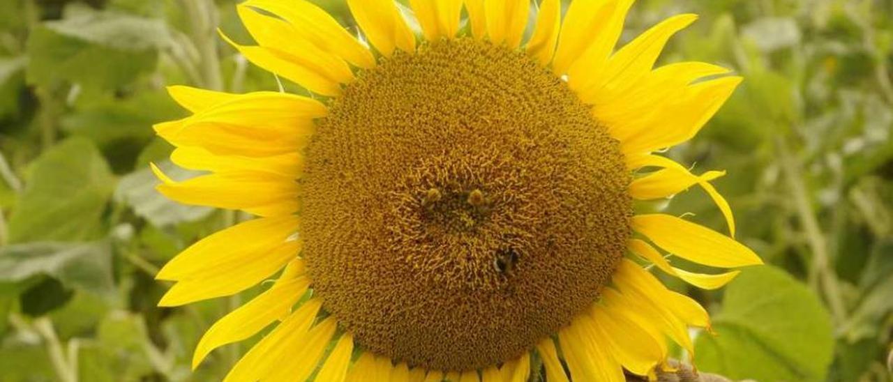 Los girasoles, como estos de una plantación de Oirós, son una alternativa al maíz forrajero. // Bernabé/J.L.