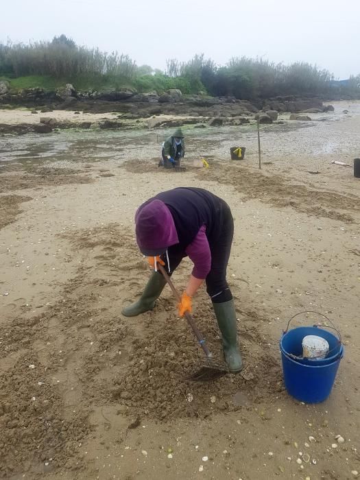 El marisqueo regresa a la ría.