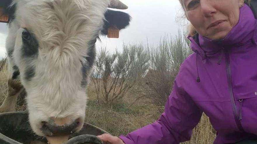 Verónica Juárez da de comer a una ternera.