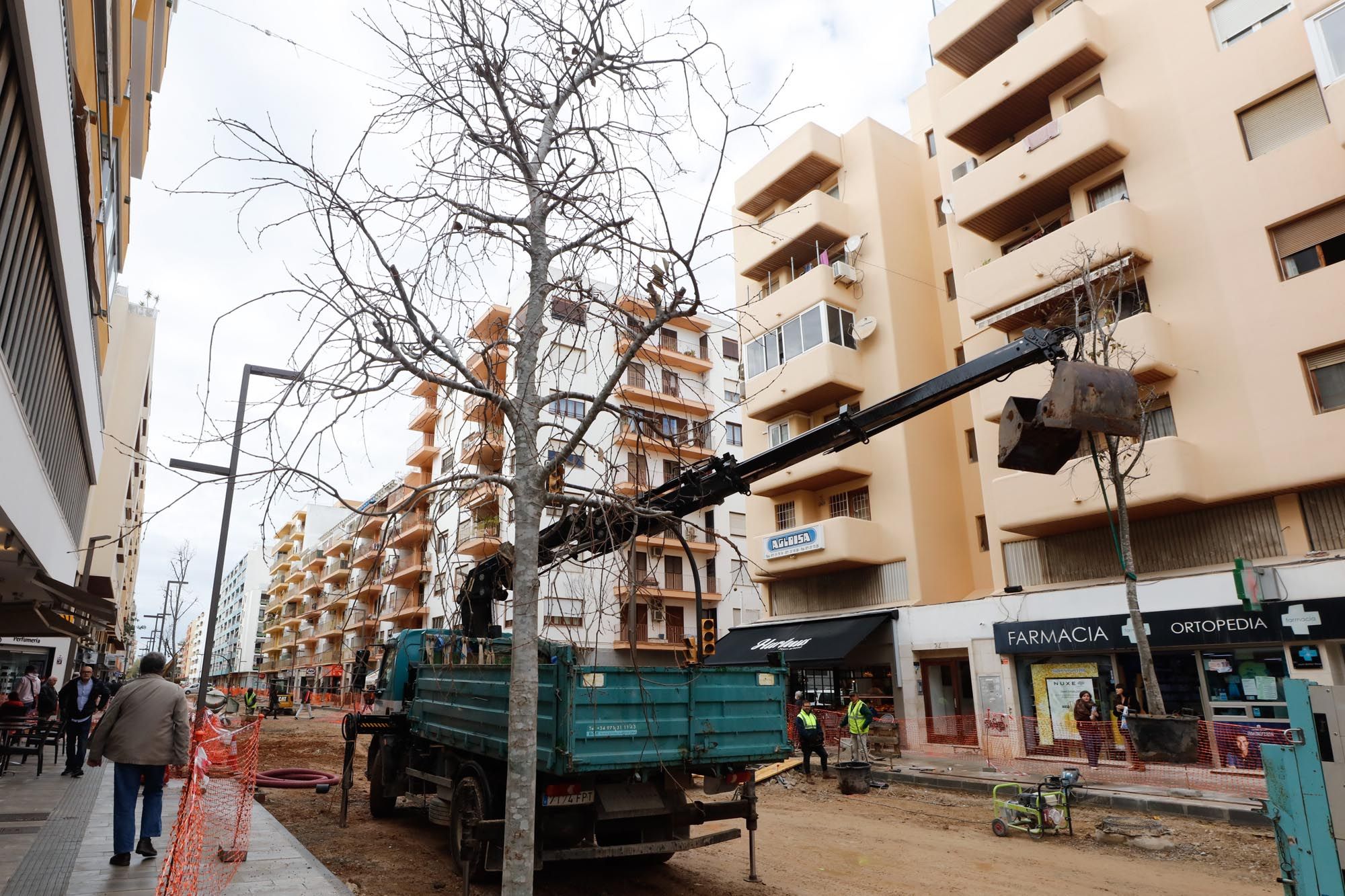 Nuevos árboles para la avenida Isidor Macabich de Ibiza