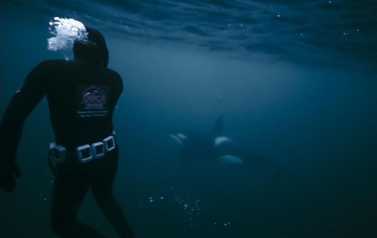 Un buzo mira a una orca, el pasado 14 de enero en la región del fiordo de Reisafjorden cerca de Tromso (Noruega).