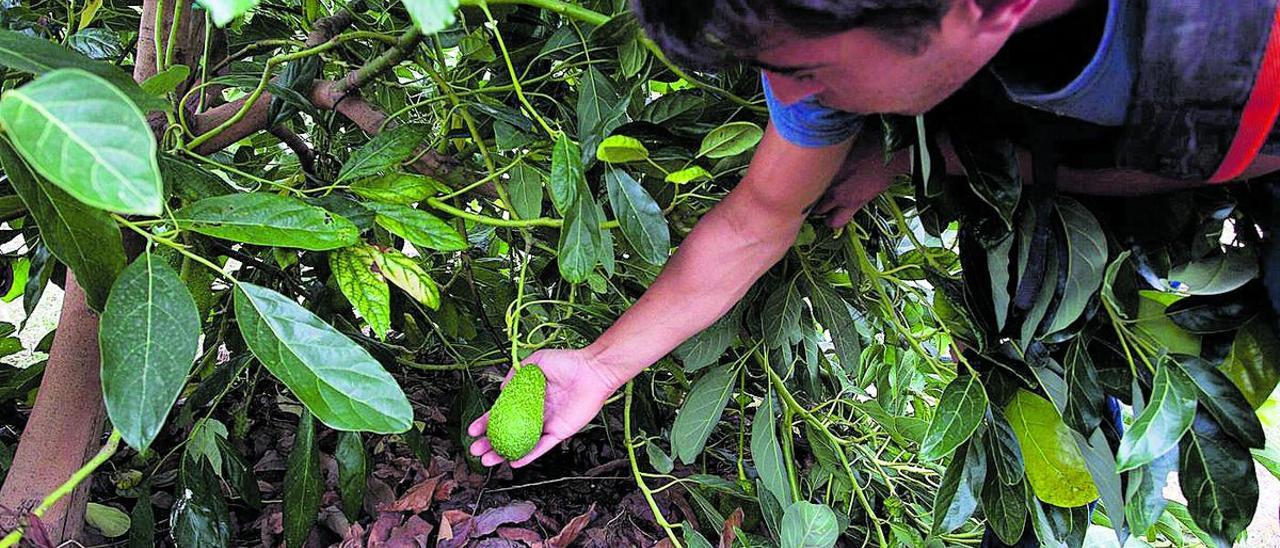 Un agricultor muestra uno de los aguacates de sus campos en una imagen de archivo.