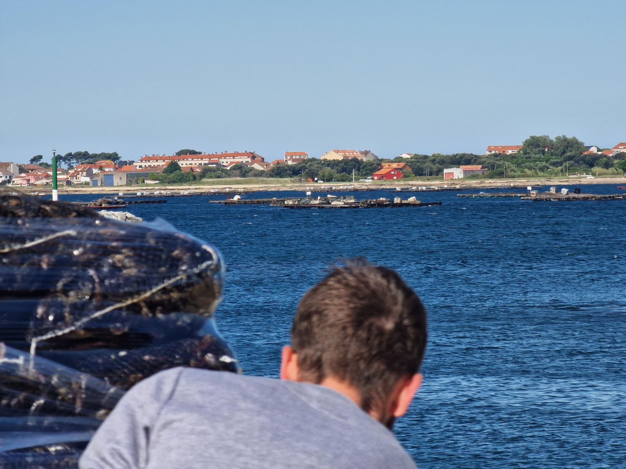 Descargas de mejillón en Arousa.