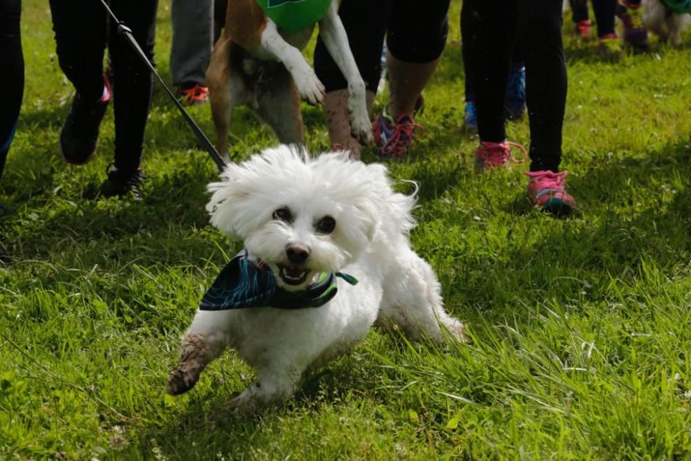 "Can We Run" reúne a más de 400 perros y corredores en el Parque Fluvial de Viesques, en Gijón.