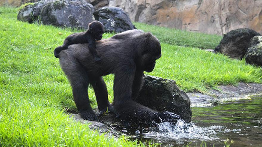 El gorila Pepe y el chimpancé Coco se encuentran en grave peligro de extinció